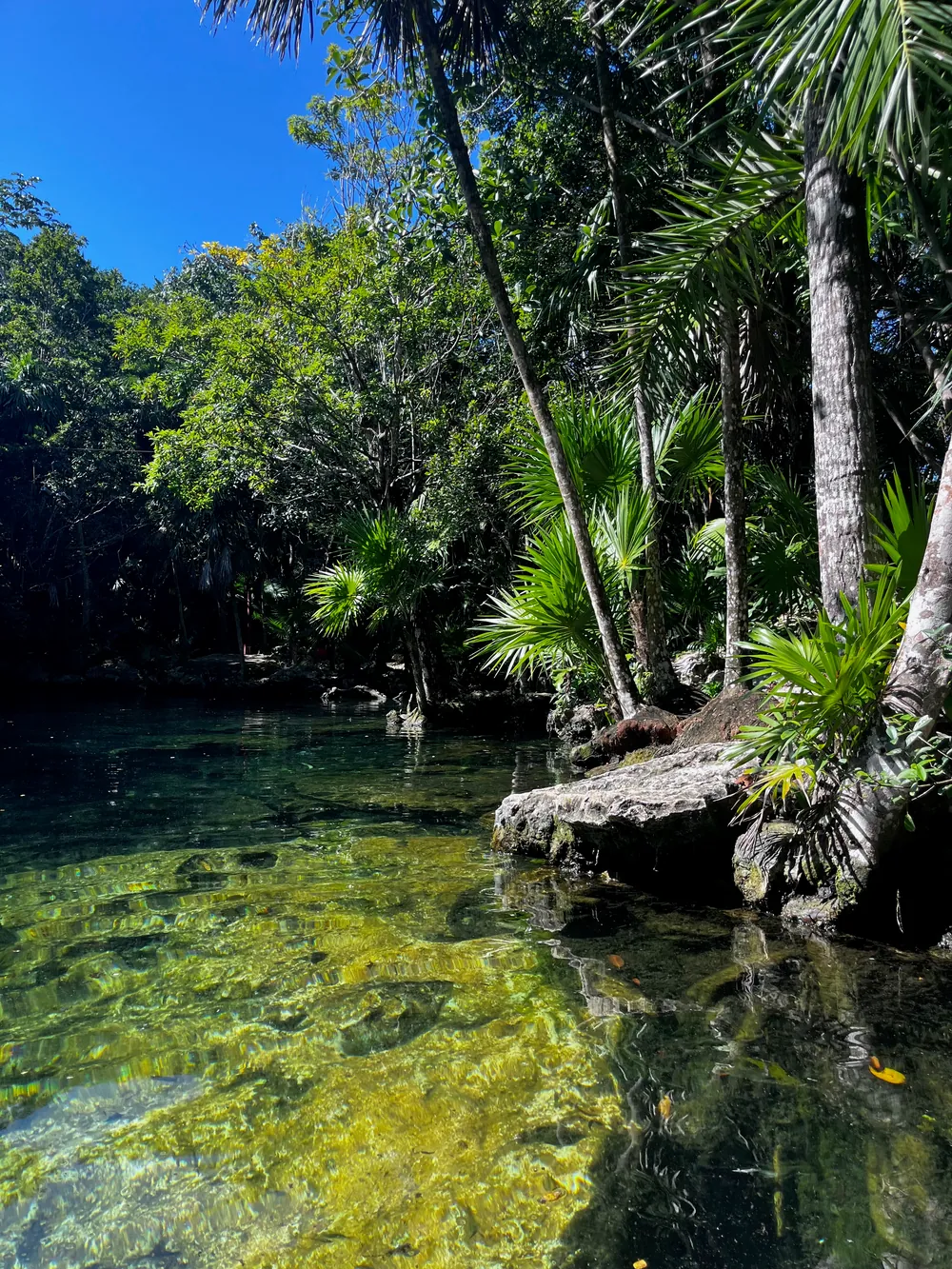 Klares grünes Wasser einer Lagune zwischen Palmen und Felsen