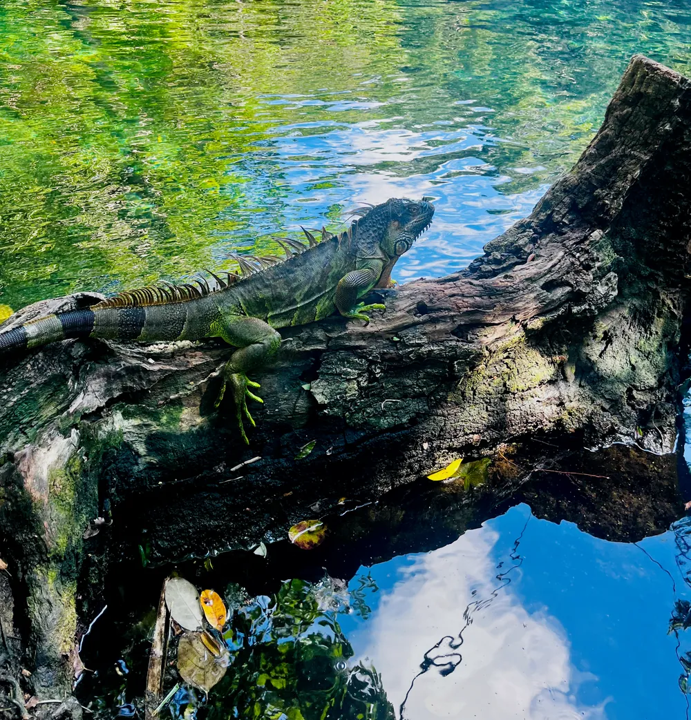 Ein Leguan sonnt sich auf einem Baumstamm über dem Wasser