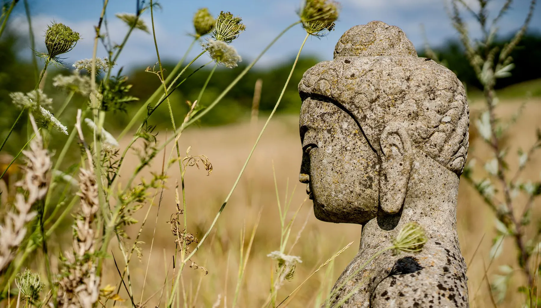 Buddha-Figur aus Stein im Profil in einer Sommerwiese